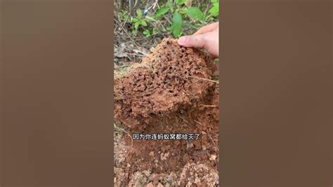 神像座 螞蟻窩怎麼處理